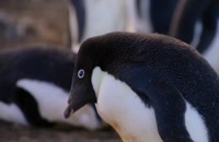 مستند جالب پنگوئن‌ها