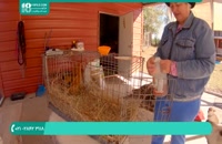 درمان آنفلولانزای فوق حاد در پرندگان و مرغ های محلی