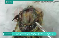 تشریح میکروسکپی بیماری زنبور عسل برای تشخیص بیماری