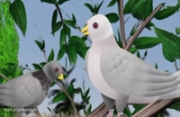 انیمیشن کبوتر