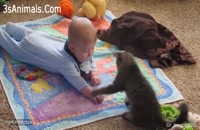 کلیپ خنده دار بازی کودکان با گربه های خانگی