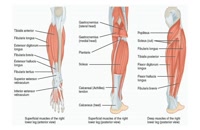 تکنیک ساخت ساق پا خفن | ساق پا دستگاه | ساق پا نشسته دستگاه | دوقلو | نعلی
