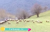 گوسفند زنده در تهران | قیمت گوسفند زنده