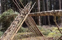 Build a Survival Shelter Tree