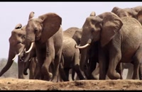تریلر فیلم ملکه فیل ها The Elephant Queen 2018