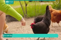 ایجاد کسب در آمد با پرورش مرغ و جوجه محلی