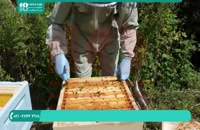 کاملترین آموزش زنبورداری