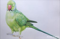 آموزش کامل ویدیویی کشیدن نقاشی طوطی سبز با استفاده از مداد رنگی