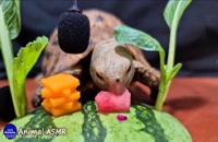میوه و سبزیجات خوردن باحال لاک پشت