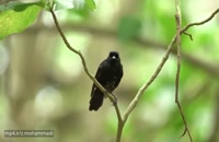 مستند حیات وحش - زندگی یک پرنده کمیاب