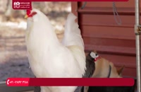 آموزش پرورش مرغ - مقدار غذای لازم مرغ ها