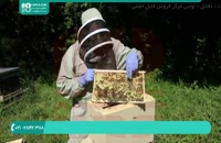 نکات مهم در پیشگیری از بیماری لوک اروپایی در بین زنبور عسل