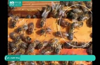 پرورش زنبور عسل در باغ