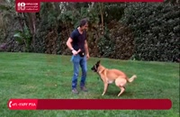 نکات طلایی در مورد استفاده از توپ برای تربیت سگ