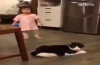 گربه بدجنس - بازی کودک با گربه