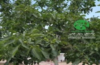 فروش نهال گردو چندلر پاییز 1400 - نهالستان ارغوان نهال