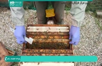 آموزش زنبورداری _ آموزش کامل