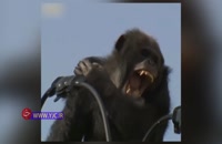 تلاش شامپانزه برای فرار از مسئولین پارک