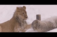 تریلر فیلم گرگ و شیر The Wolf and the Lion 2021 سانسور شده