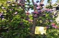 باردهی درخت الو در باغ مادری شرکت میاندواب نهال رجبی۰۹۱۴۵۵۳۰۳۳۶