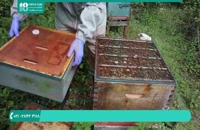 آموزش زنبورداری برسی کندوچه انتقال داده شده به کندو