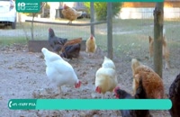 ایجاد جایگاهی مناسب برای پرورش مرغ محلی