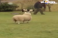 گوسفند زنده بازیگوش - قیمت گوسفند زنده در تهران 1401