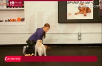 آموزش تربیت سگ - نحوه آموزش سگ برای جمع کردن و آوردن اشیا