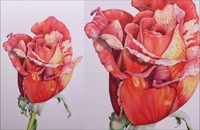 طراحی و رنگ آمیزی بسیار زیبای گل رز