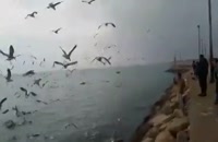 پرندگان دریایی ساحل بوشهر