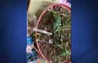دستگاهی برای آبیاری خودکار گیاهان