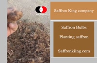 Planting saffron - King Business Company