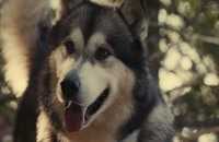 دانلود فیلم سگ قهرمان سفر به خانه 2021