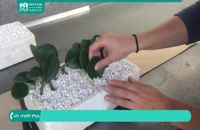 پرورش گل و گیاه | قلمه زدن و کاشت قلمه در خاک کوکوپیت
