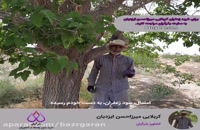 خرید زعفران درجه یک کشاورز میرزاحسن ایزدیان
