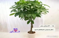 خرید و سفارش آنلاین گیاه پاچیرا ( درخت پول)  در سایز و گونه های مختلف
