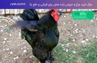 قیمت خروس زنده سیاه در تهران و کرج 09194617923