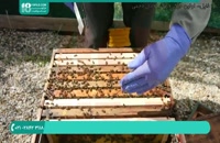 آموزش ساخت کندوی زنبور عسل و زنبورداری