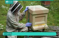 آموزش کامل پرورش زنبور عسل