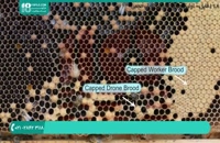 تقویت جمعیت های کلونی زنبوران عسل ضعیف در بهار