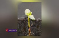 تایم لپسی بسیار زیبا از مراحل رشد یک دانه در خاک