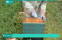 برسی کندو زنبور عسل برای شناسایی بیماری قسمت 2