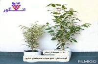 خرید و سفارش آنلاین گیاه فیکوس بنجامین در سایز و گونه های مختلف