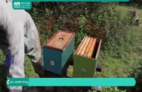 دانلود رایگان فیلم آموزش زنبورداری - 118فایل