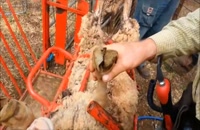 کوتاه کردن سم گوسفند