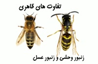 تفاوت های زنبور وحشی و زنبور عسل | سم قوی برای دفع زنبورهای وحشی