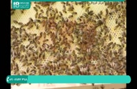 آموزش زنبورداری - آپدیت دسته با تکان دادن