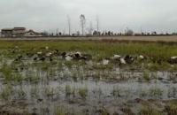 رهاسازی اردک در زمین کشاورزی