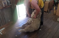 آموزش چیدن پشم گوسفند با دستگاه