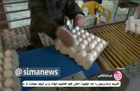 صادرات ۶۰ هزار تنی تخم مرغ ؛ علت گرانی اخیر این محصول در بازار